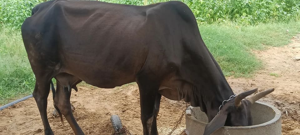 Jersey Cow J1571 in  RAJASTHAN
