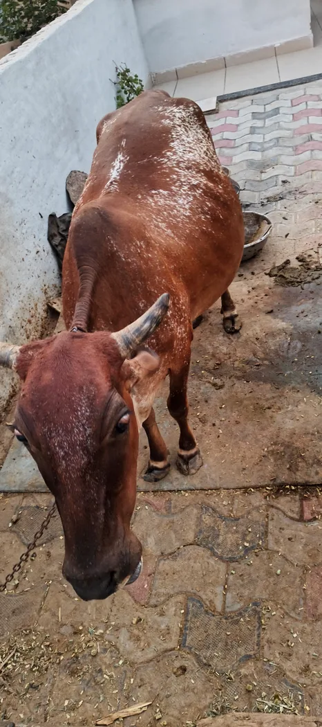 Gir Cow in  RAJASTHAN