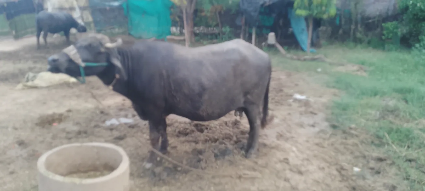 Jafarabadi Buffalo in RAJASTHAN