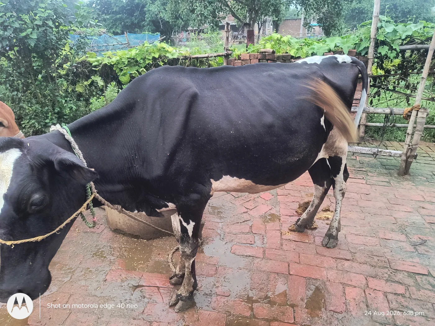 HF Cow in  UTTAR PRADESH