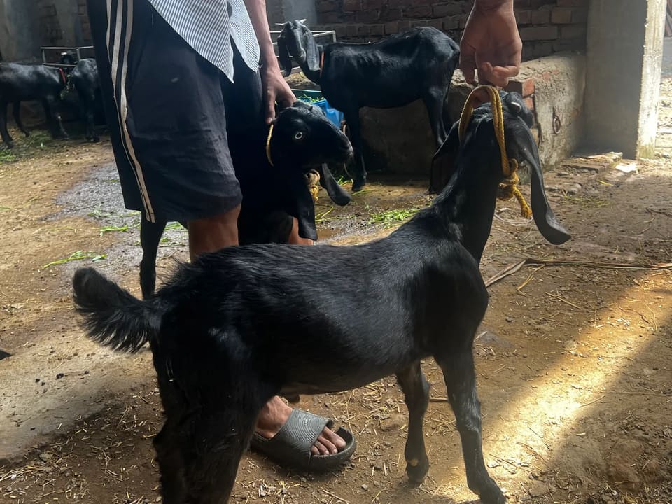 Beetal Goat in  PUNJAB