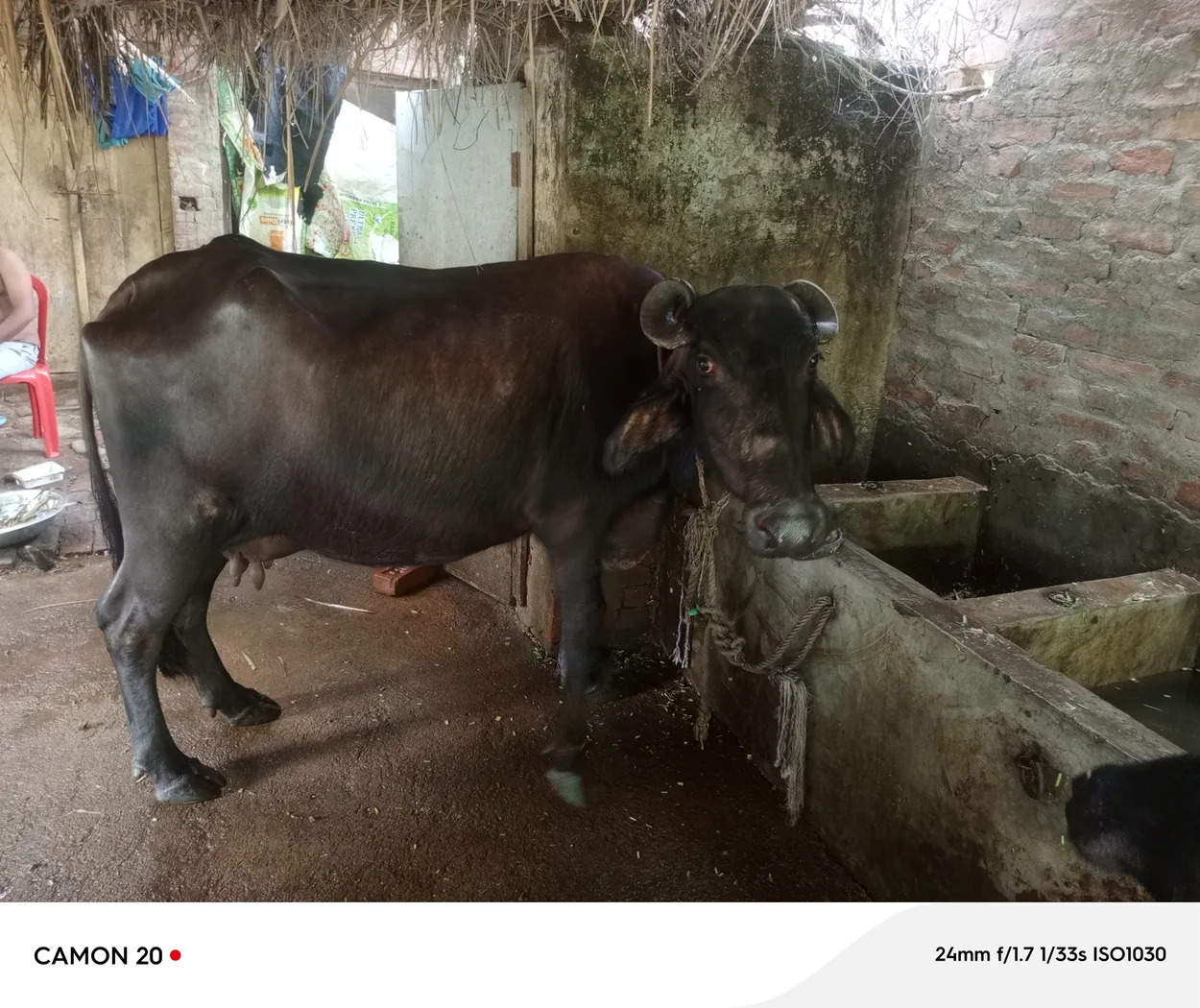 Others Buffalo in  UTTAR PRADESH