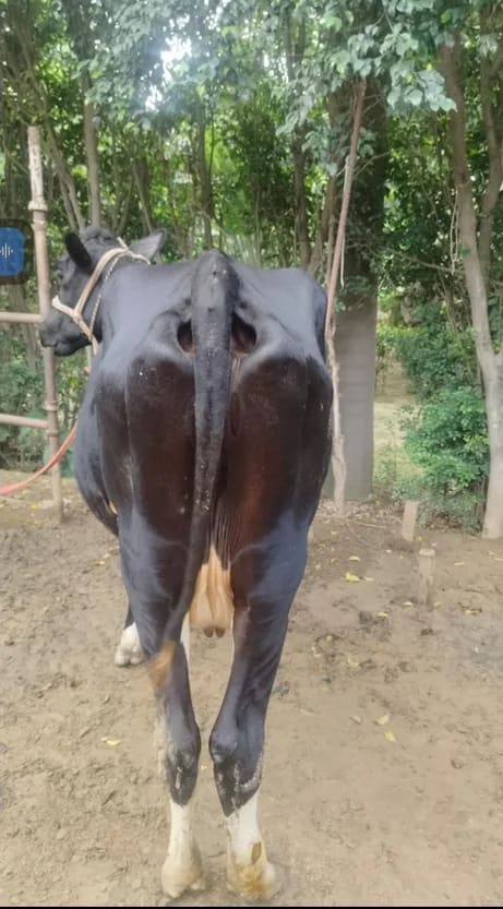 HF Cow in  DELHI