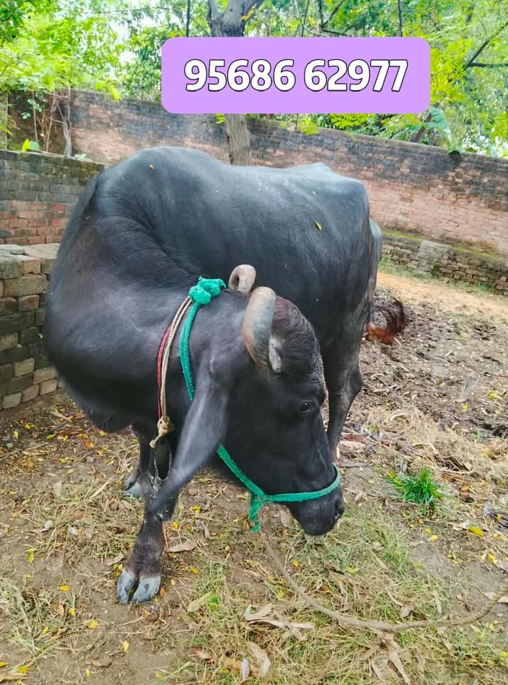 Jafarabadi Buffalo J0483 in  UTTAR PRADESH
