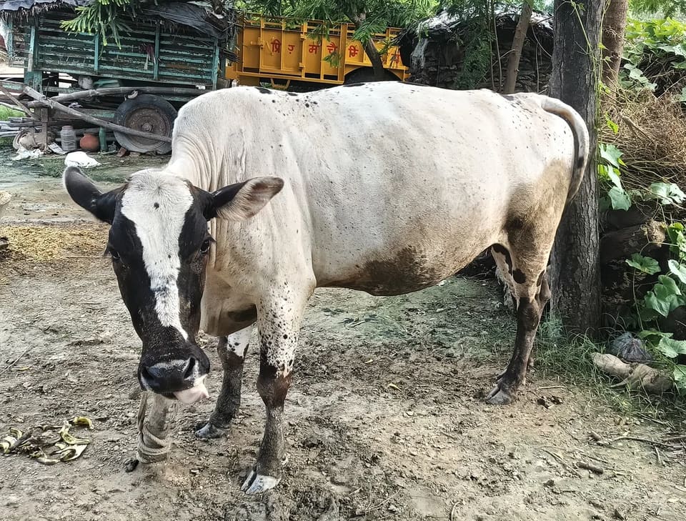 Jersey Cow J1577 in  UTTAR PRADESH