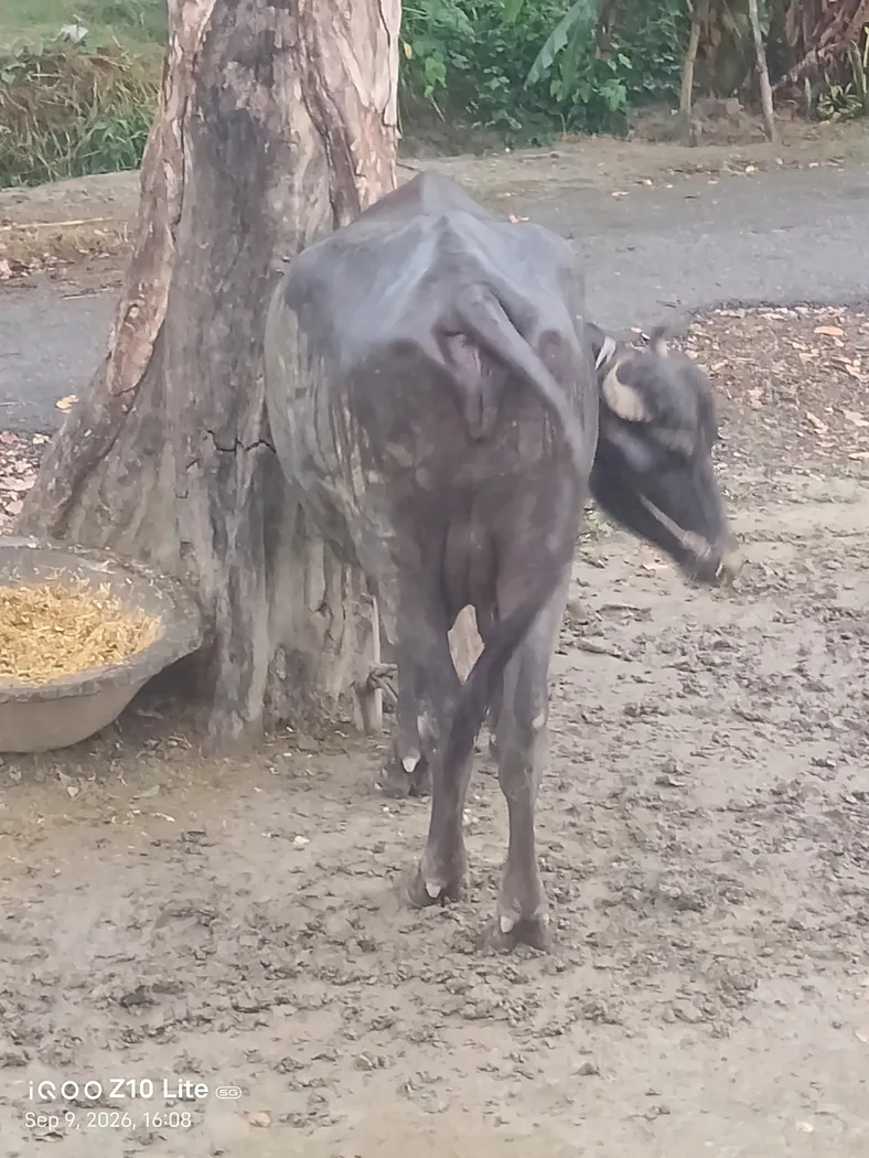 Jafarabadi Heifer Buffalo J0469 in  UTTAR PRADESH