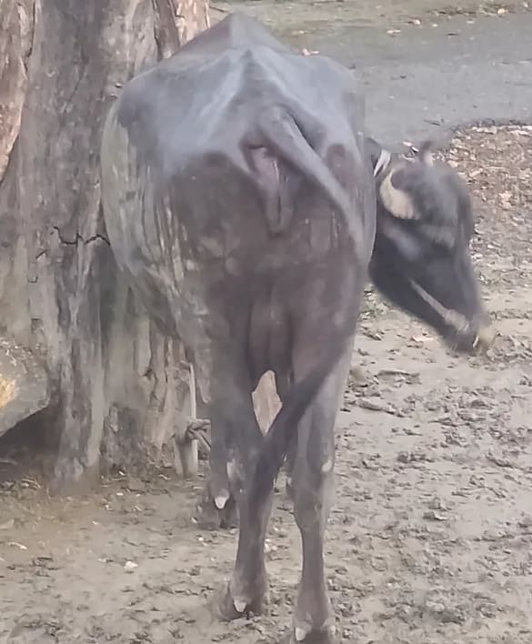 Jafarabadi Buffalo in  UTTAR PRADESH