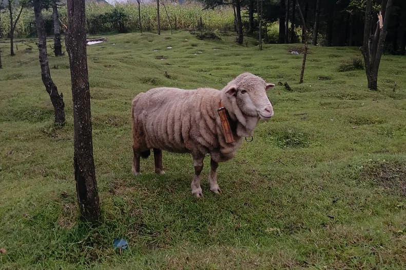 Others Sheep in  JAMMU AND KASHMIR