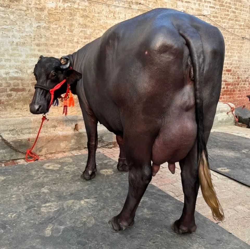 Murrah Buffalo M5065 in  RAJASTHAN