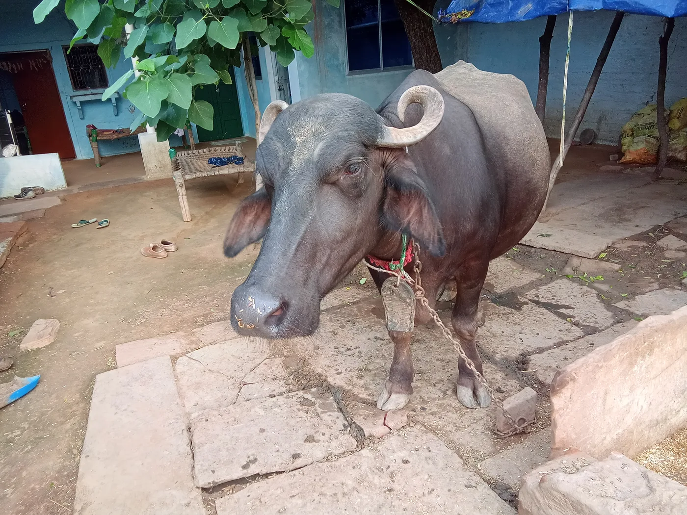Others Buffalo in  RAJASTHAN