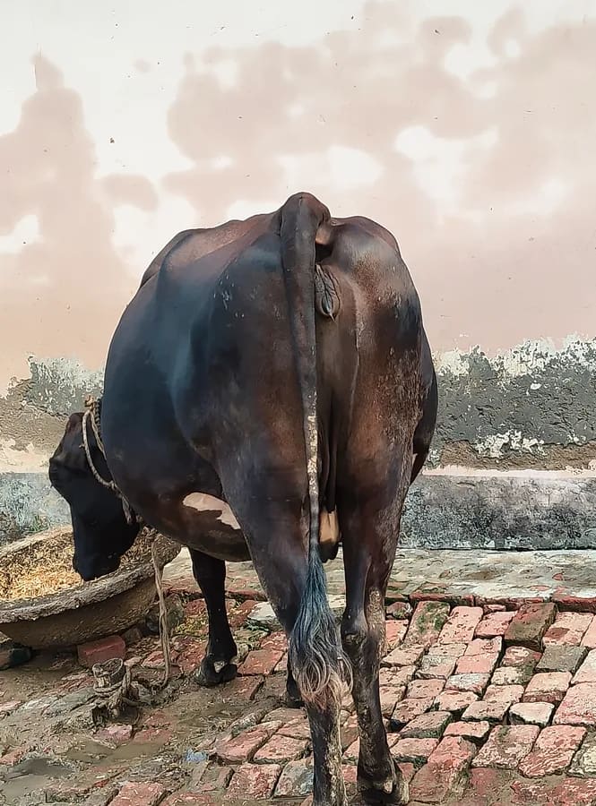 HF Cow in  UTTAR PRADESH