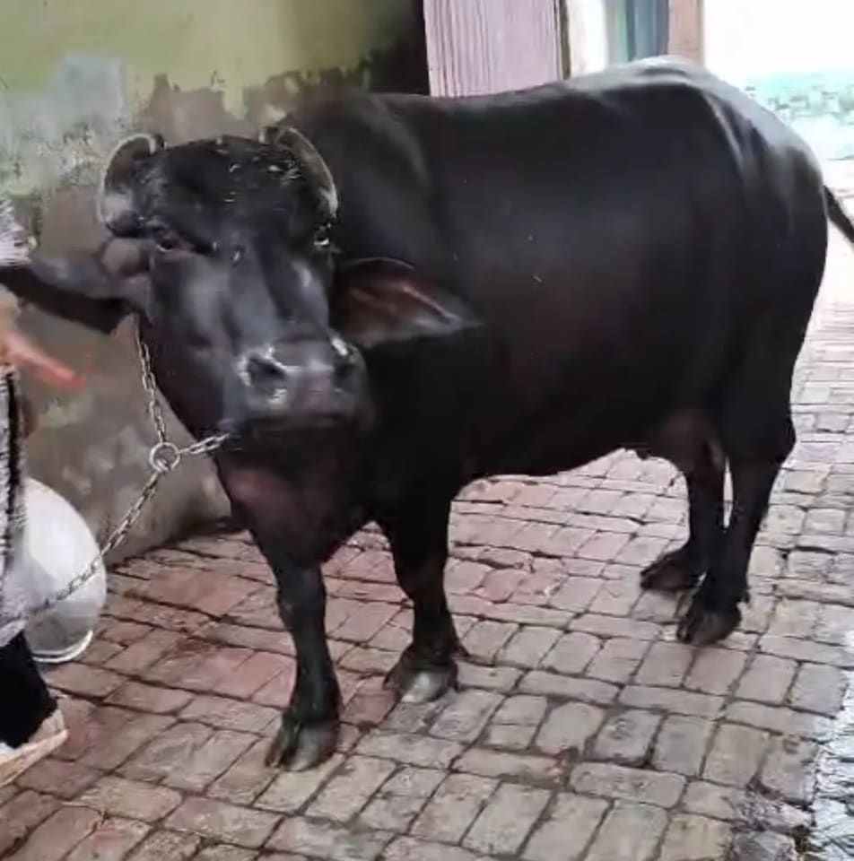 Murrah Buffalo in  HARYANA