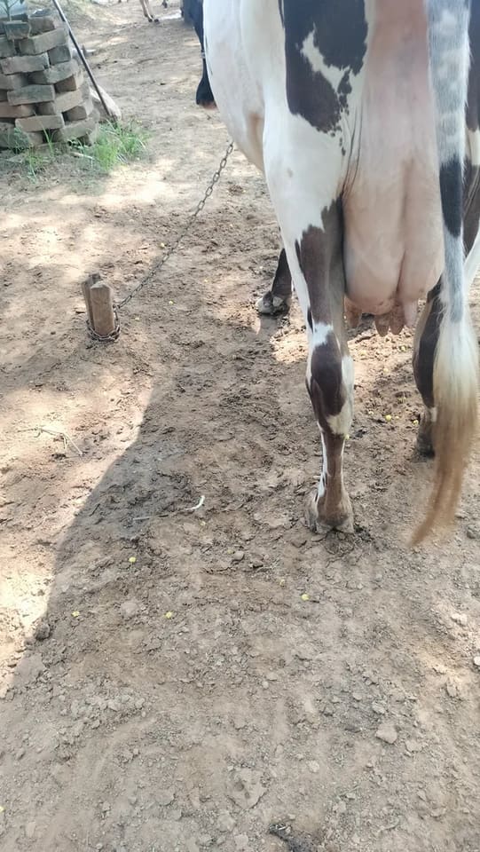 HF Cow in  RAJASTHAN