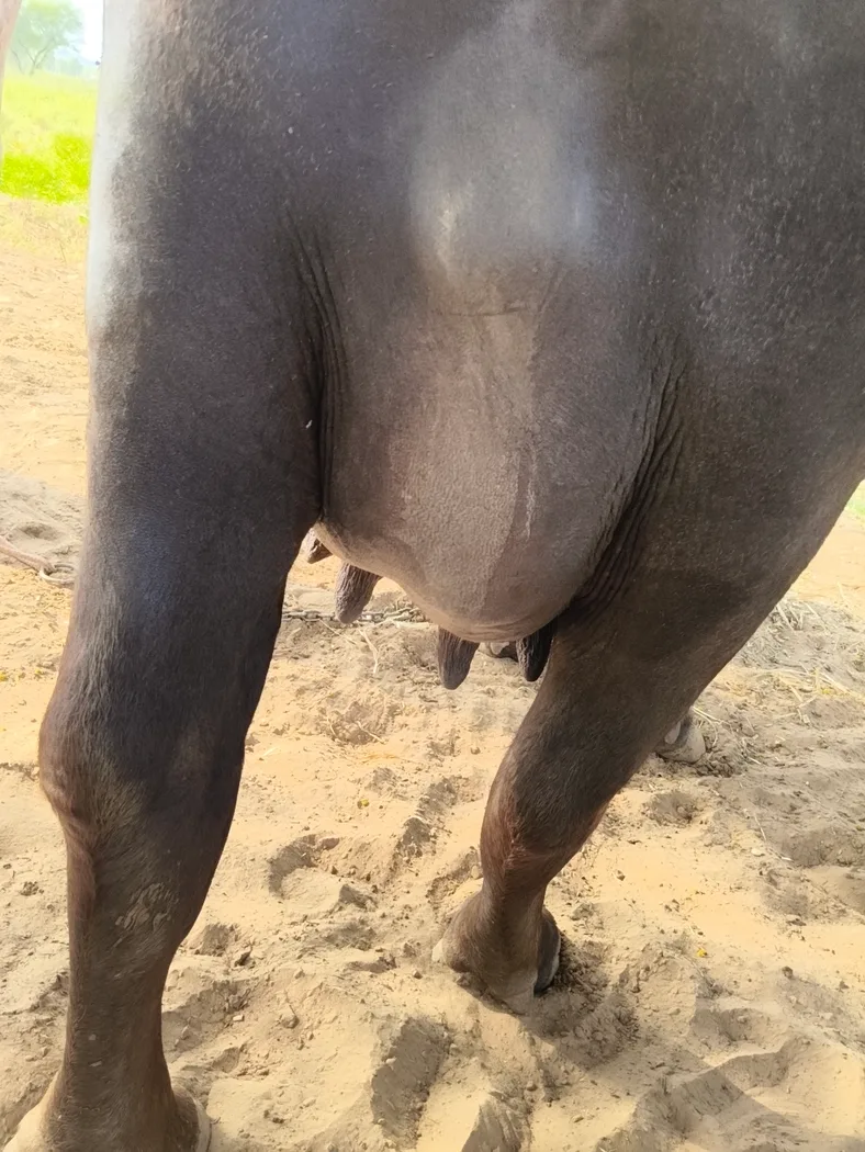 Murrah Buffalo in RAJASTHAN
