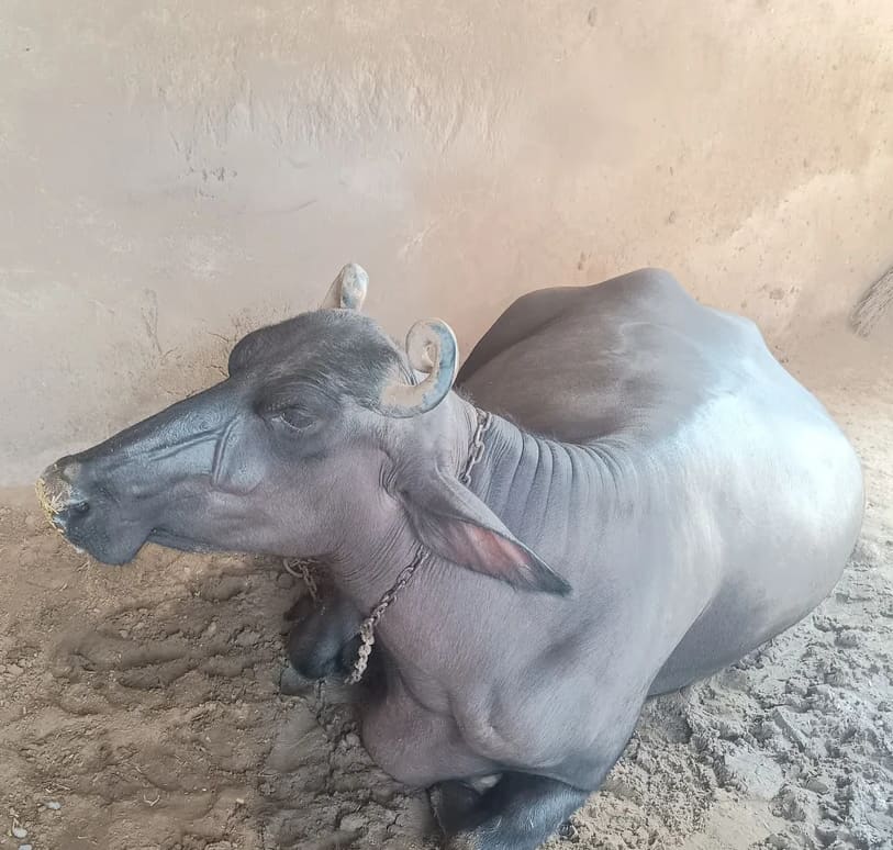 Murrah Buffalo in  RAJASTHAN