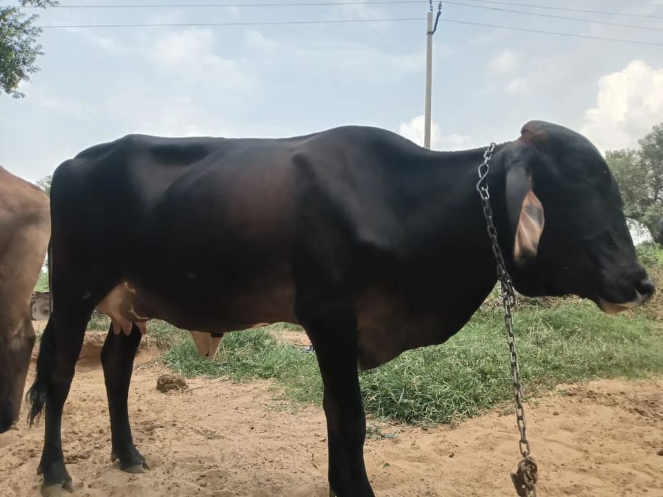Sahiwal Cow in  HARYANA