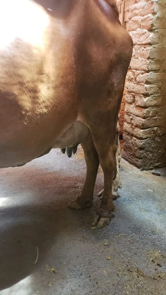 Others Cow in  JHARKHAND