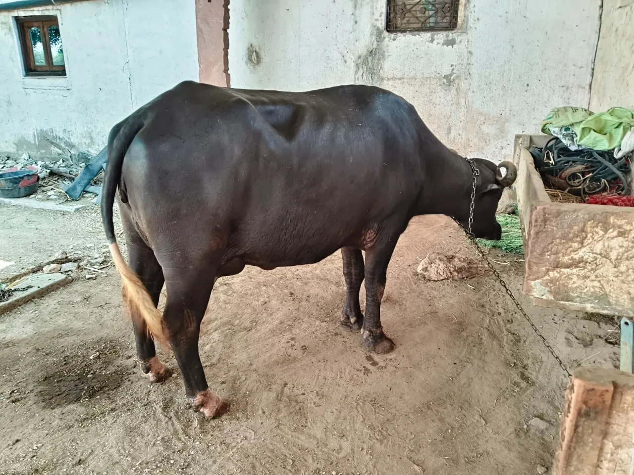 Nili Buffalo N0236 in  RAJASTHAN