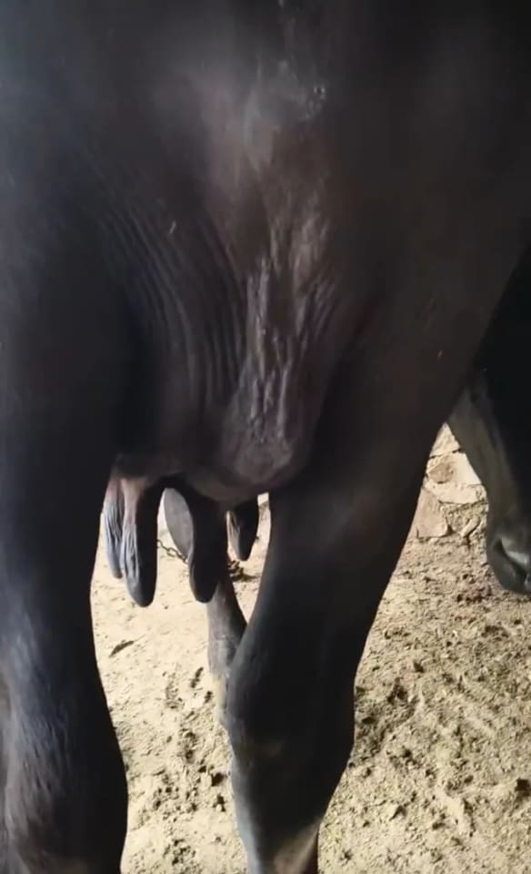 Others Buffalo in  RAJASTHAN