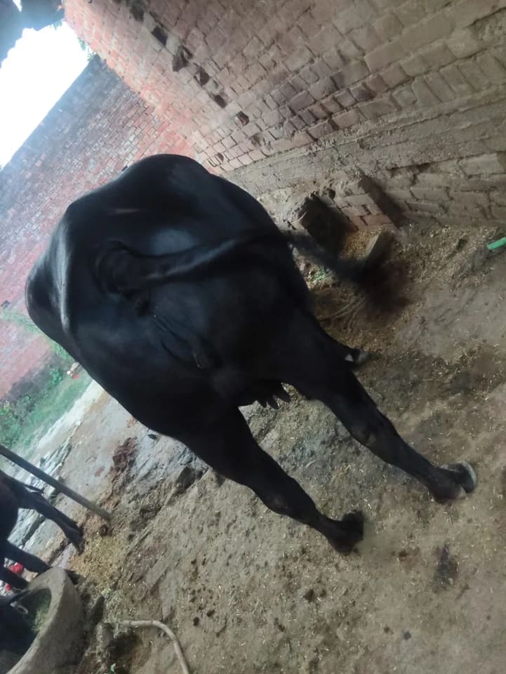 Desi cross cross O0681 in  UTTAR PRADESH