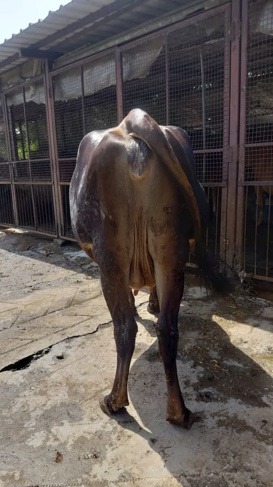 Jersey Cow in  UTTARAKHAND