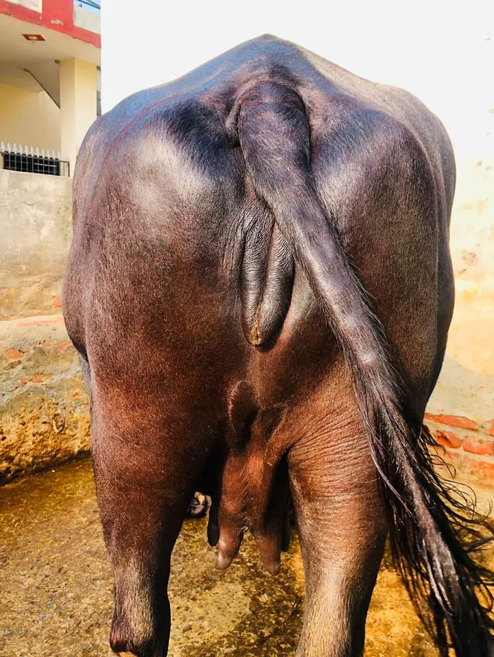 Murrah Buffalo in  HARYANA