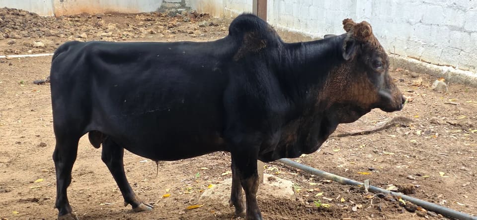 Punganur  Cow P0218 in  ANDHRA PRADESH