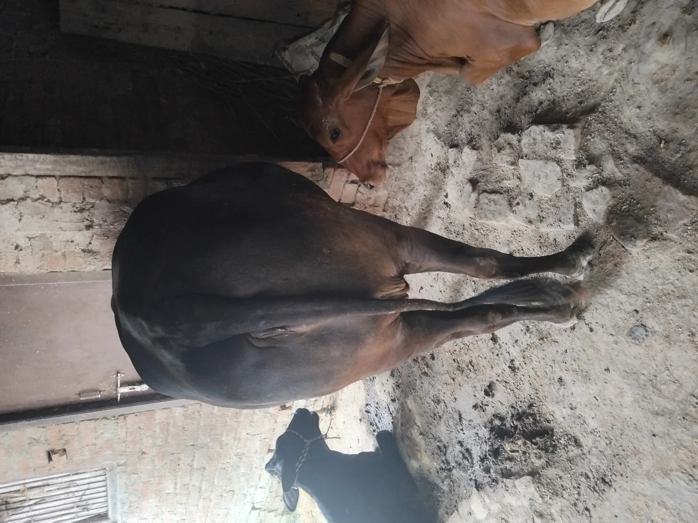 Jersey Cow in  UTTAR PRADESH