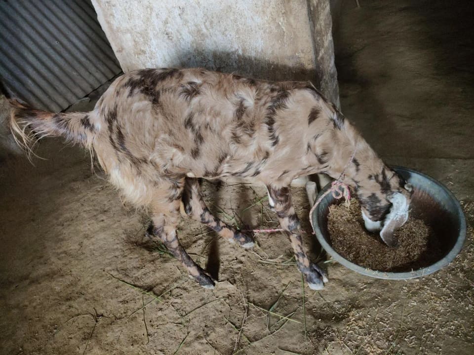 Totapari, Sirohi Goat O0253 in  UTTAR PRADESH