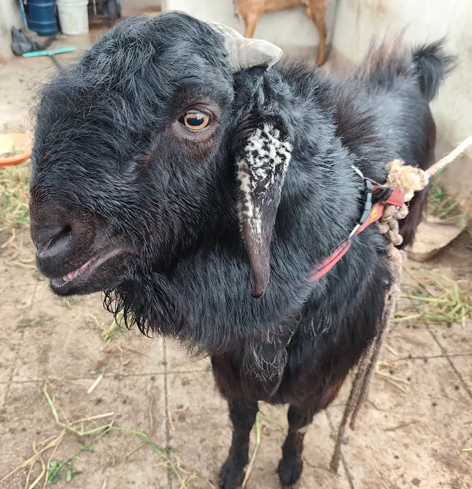 Others Sheep in  TELANGANA