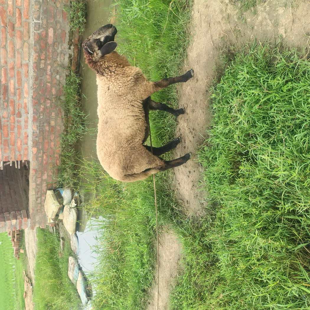Bannur Sheep B0249 in WEST BENGAL