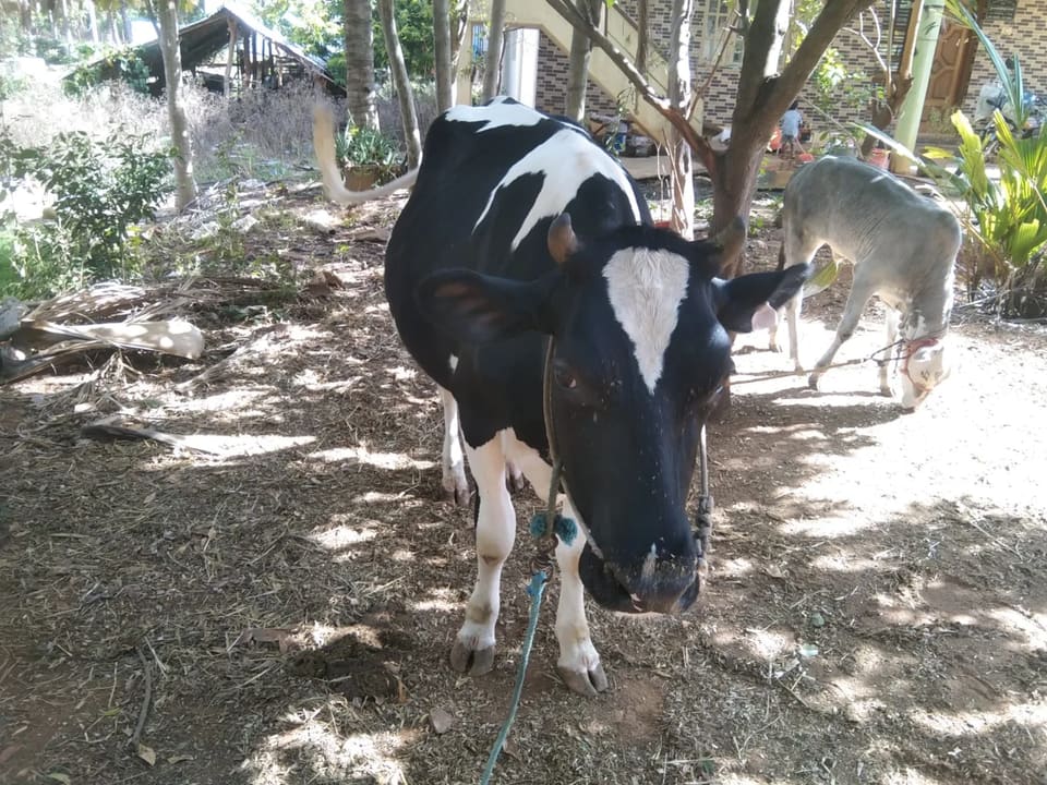 HF Cow in  KARNATAKA
