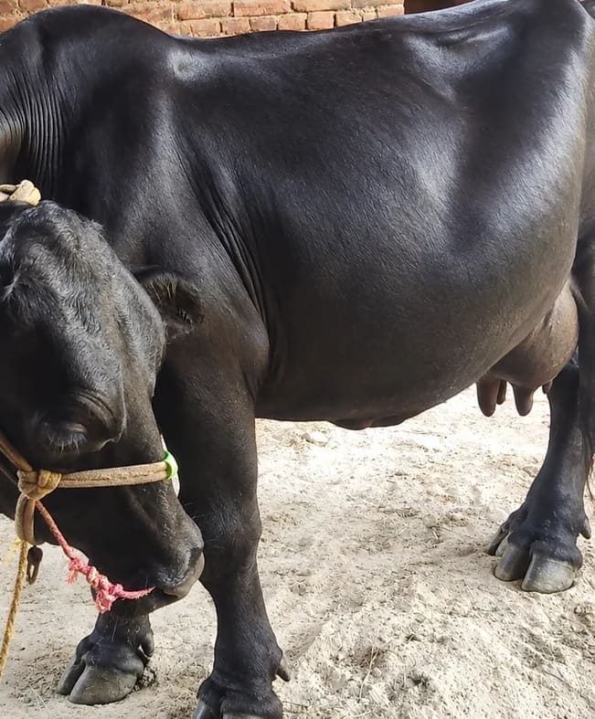 HF Cow in  BIHAR