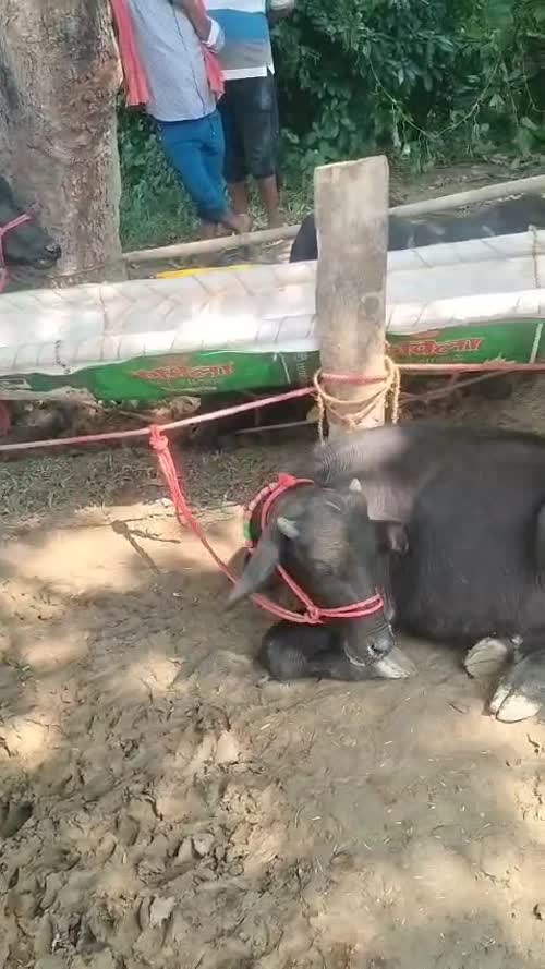 Murrah Heifer Buffalo M5233 in  UTTAR PRADESH
