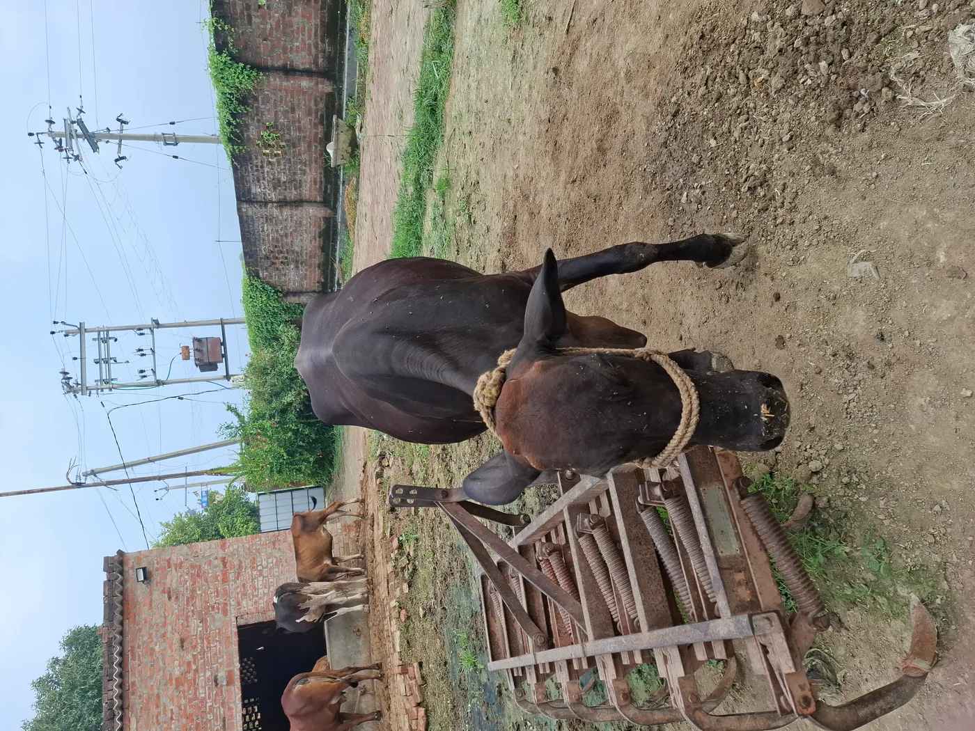 Sahiwal Cow in  UTTAR PRADESH