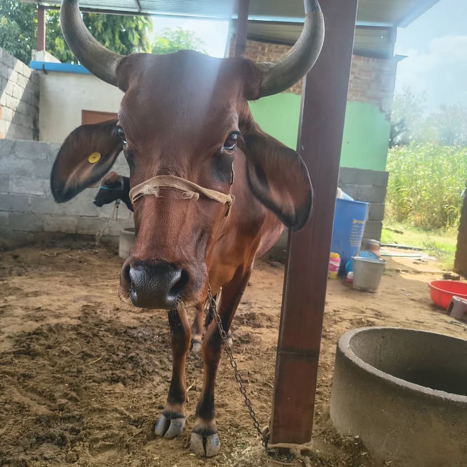 Gir Cow in  RAJASTHAN