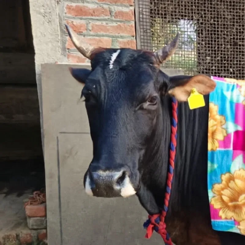 HF Cow in  UTTARAKHAND