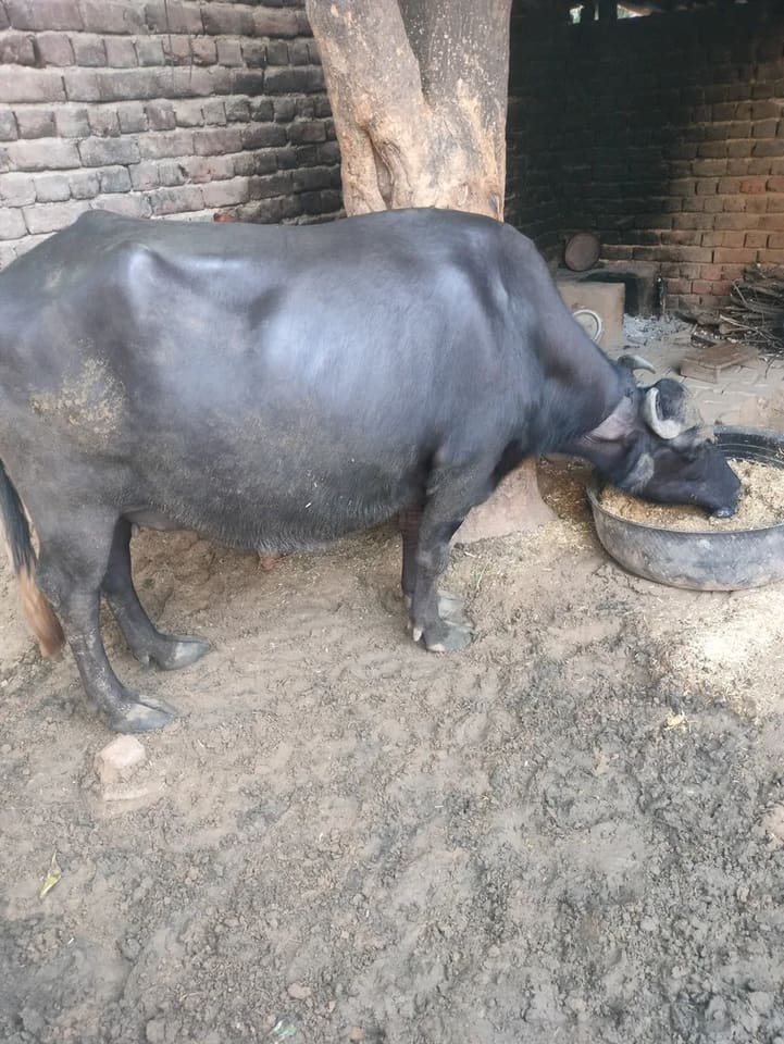 Murrah Buffalo in HARYANA