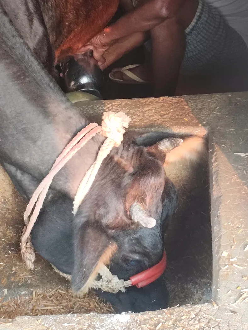 Others Cow in  BIHAR