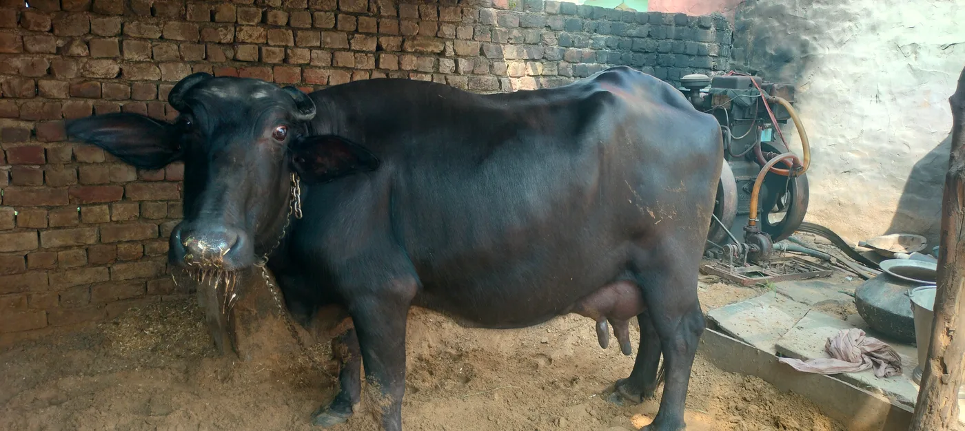 Murrah Buffalo in HARYANA
