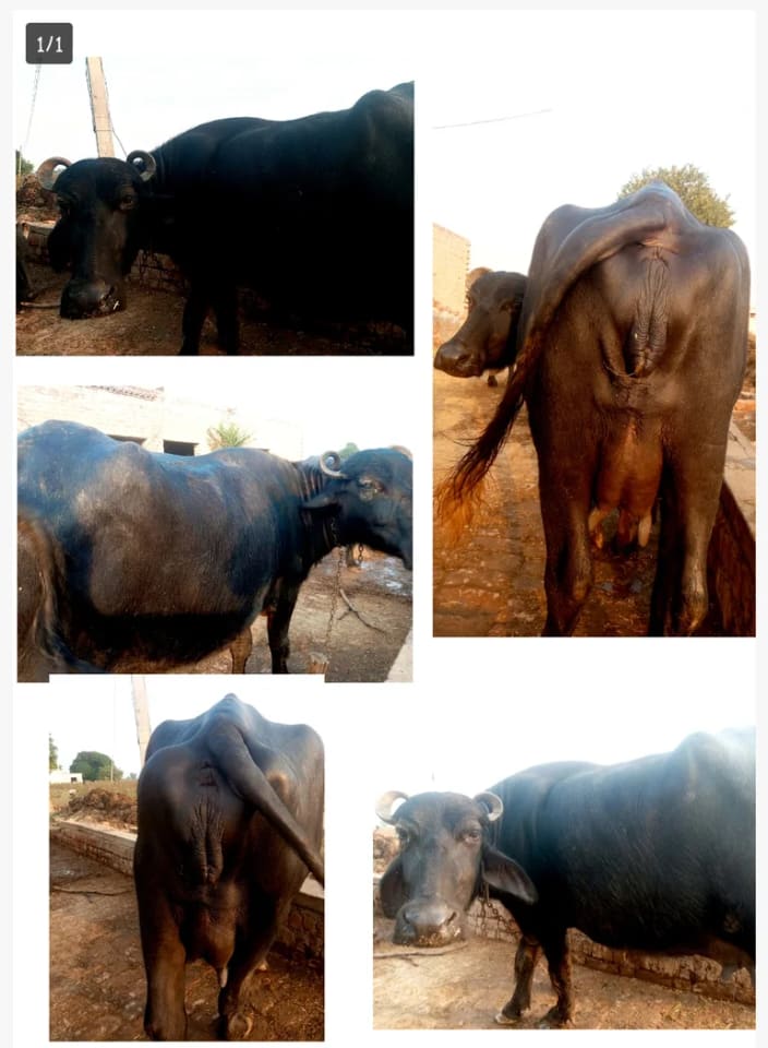 Murrah Buffalo M5409 in  HARYANA