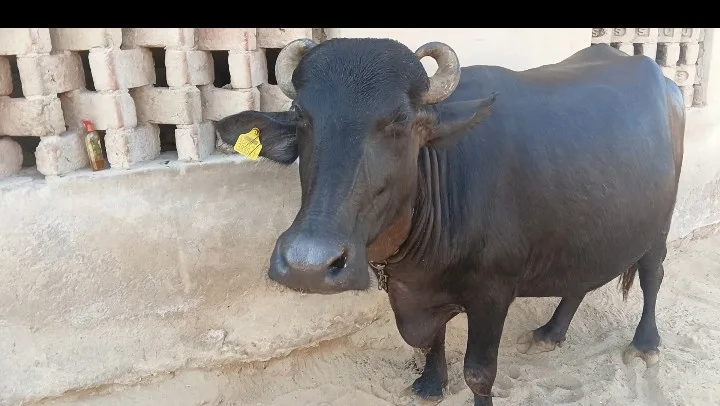 Murrah Buffalo in  RAJASTHAN