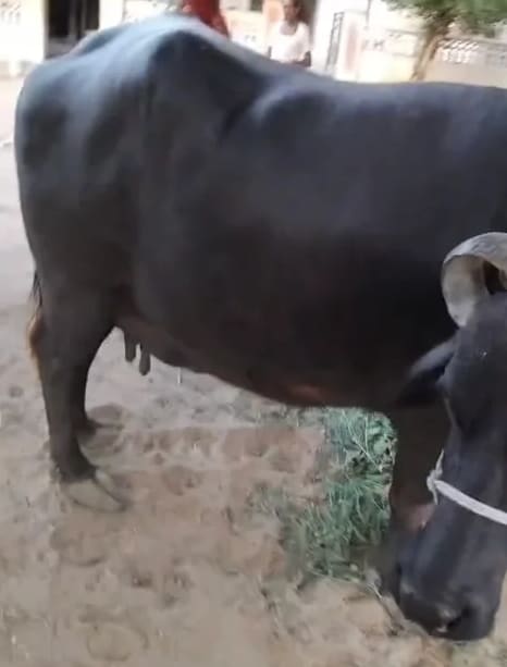 Murrah Buffalo in  RAJASTHAN