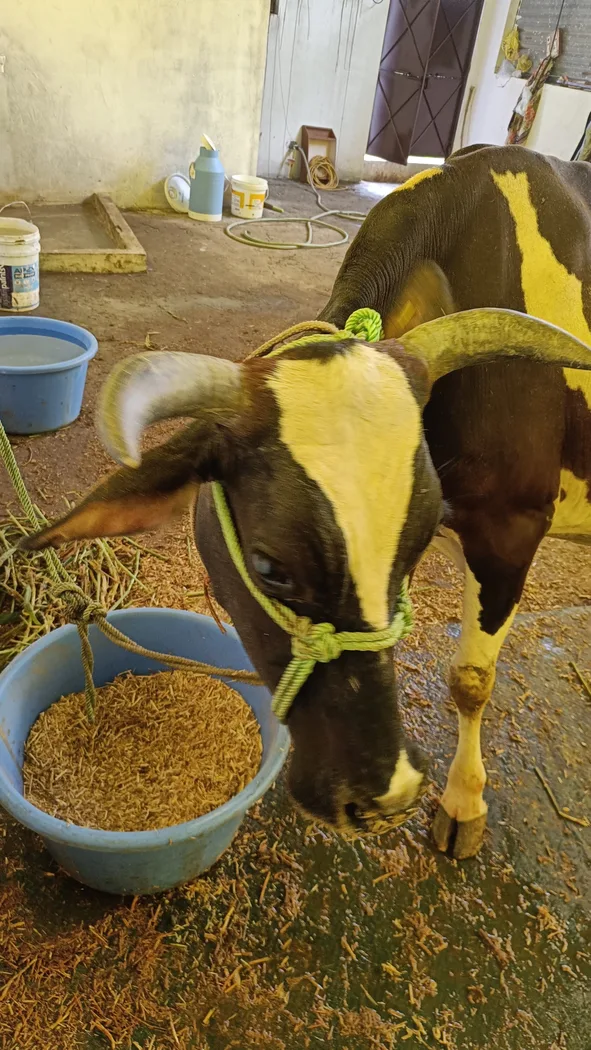 HF Cow in  MADHYA PRADESH