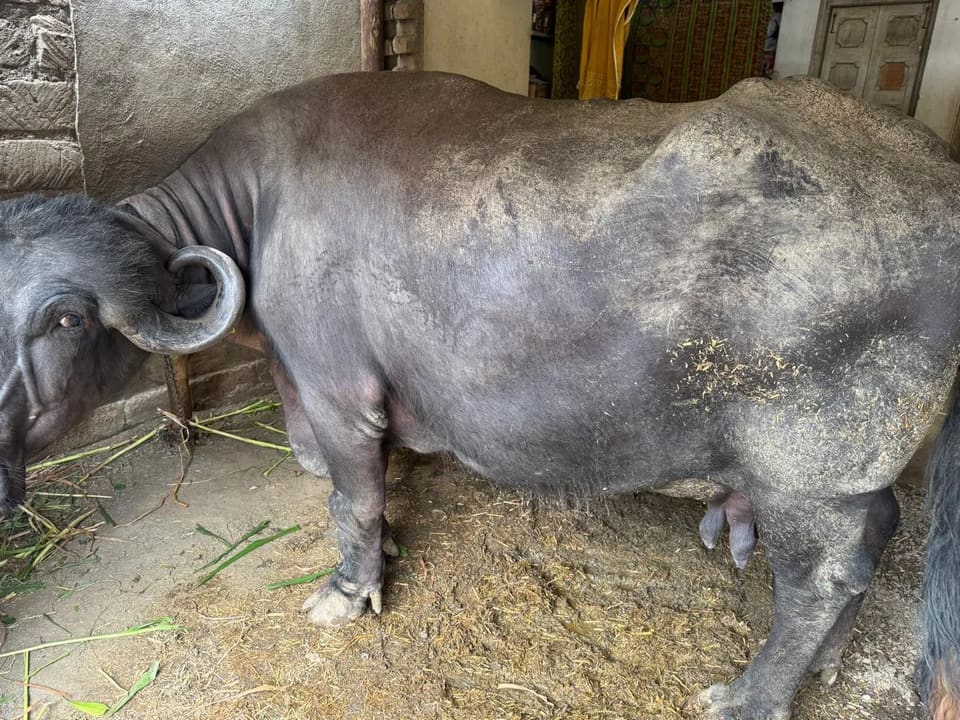 Jafarabadi Buffalo J0470 in  GUJARAT