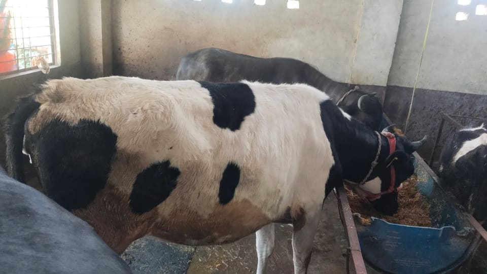 HF Cow in  UTTAR PRADESH