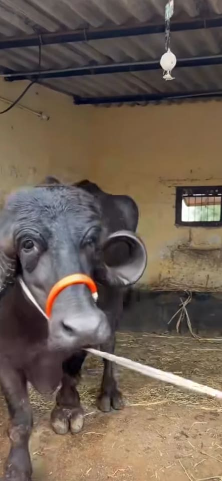 Jafarabadi Buffalo in GUJARAT