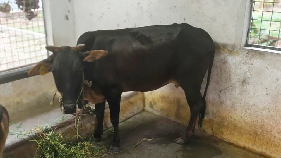 Vechur Cow in  KERALA