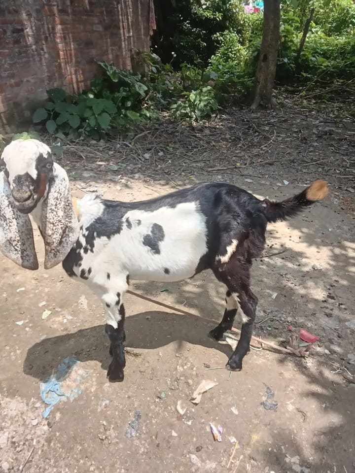 in WEST BENGAL