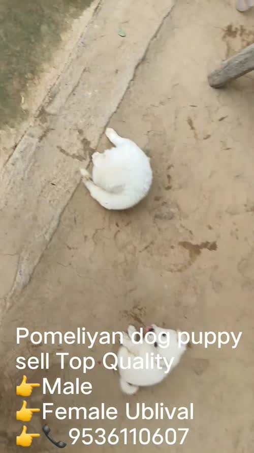 Pomeliyan Dog O0866 in  UTTAR PRADESH